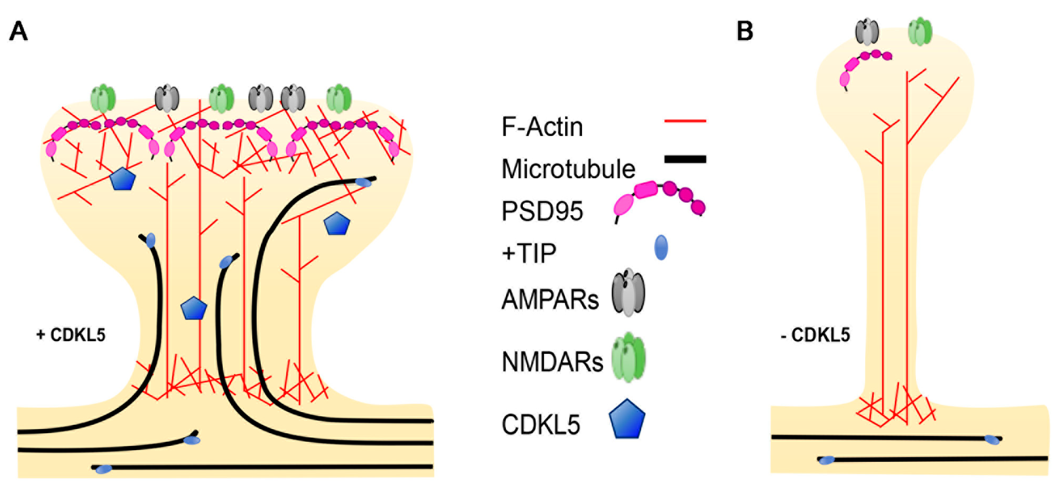 Clinical features and developmental timeline of CDKL5 deficiency disorder showing early-onset seizures and neurodevelopmental impairment